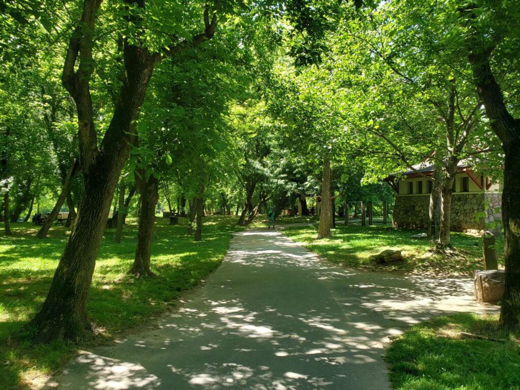 A pathway surrounded by trees.