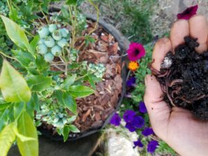 Picture of compost with earthworms and blueberry in smartpot.