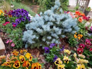 Picture of flowers and blue spruce