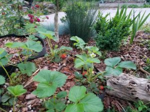 Picture of strawberries in smart pots and various landscape plants