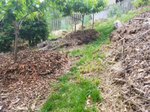 Compost and hugelkultur mounds with cherry and peach tree picture.