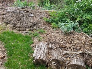 Compost filled Hugelkultur retainage keeps trees and brush on-site to rebuild topsoil, soaking up stormwater and reducing erosion.