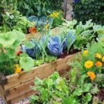 Compost water heating for raised bed vegetables picture