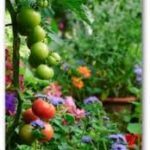 Picture of flowers and vegetables