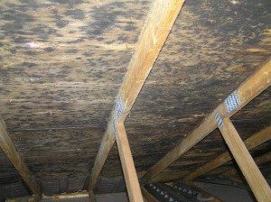 mold-growth-underside-roof-deck