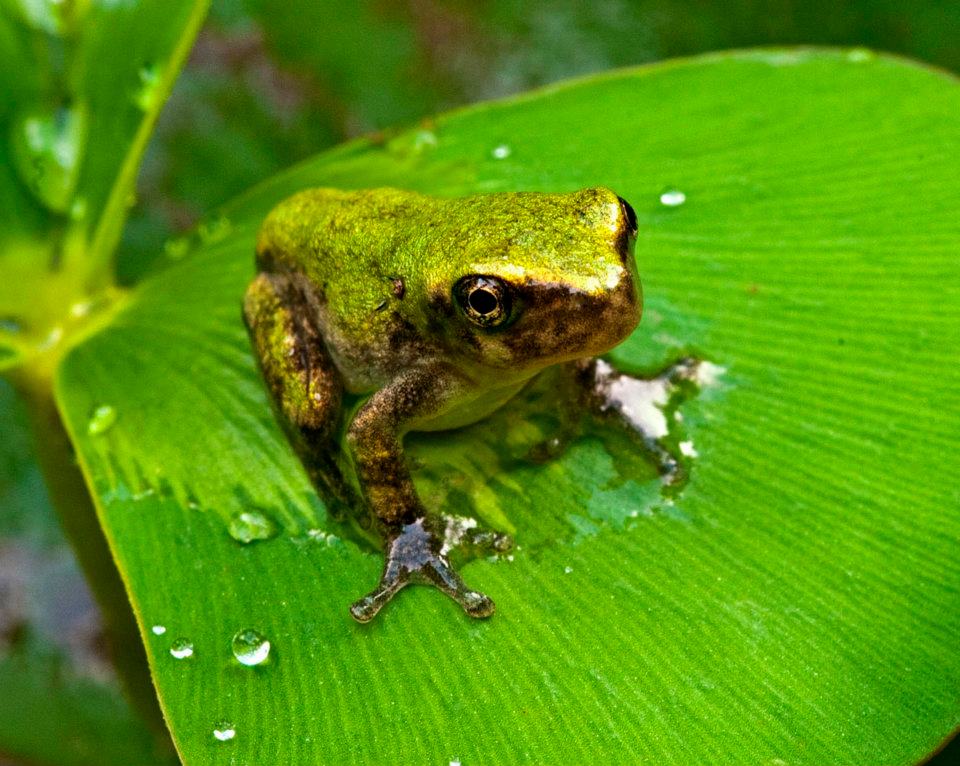 Chorus Frog Climate Adaption real estate