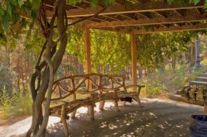 Picture of vine covered pergola